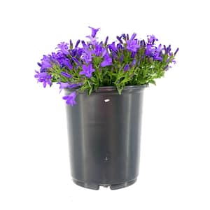 2.5 qt. Campanula Portenschlagiana Clockwise Blue Perennial Plant with Blue Flowers (1-Pack)