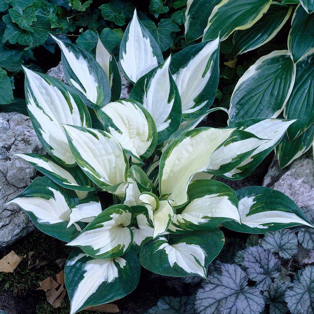 Hosta Fire and Ice Perennial Bulbs with Purple Flowers