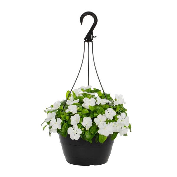 METROLINA GREENHOUSES 1.25 Gal. Vinca Catharanthus White Swirl Hanging