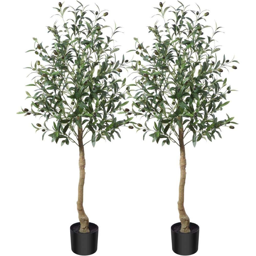 Olive Tree Home Depot