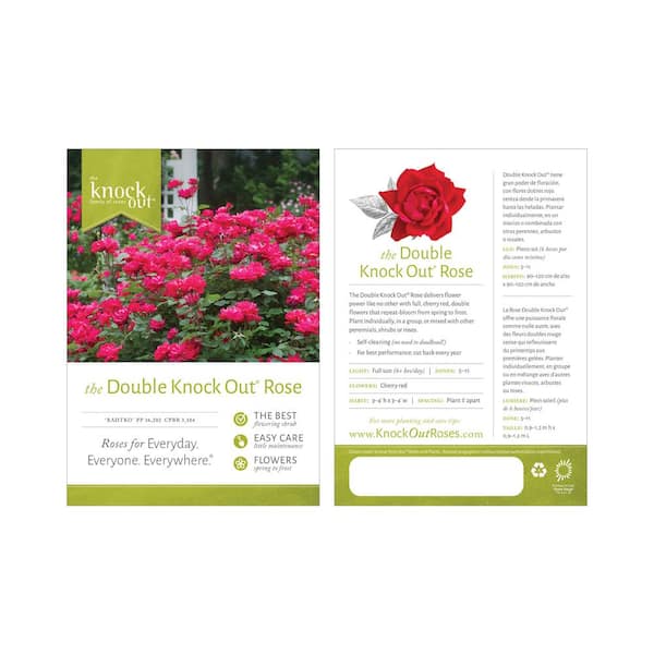 KNOCK OUT 2 Gal. Red Double Knock Out Rose Bush with Red Flowers 13210 -  The Home Depot