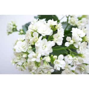 2.5 Qt. White Flowers Kalanchoe Plant in 6.33 in. Grower's Pot (2-Plants)