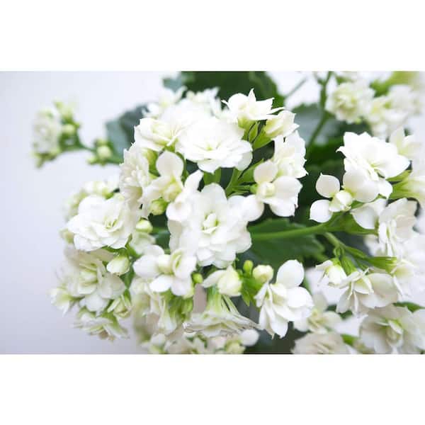Vigoro 2.5 Qt. White Flowers Kalanchoe Plant in 6.33 in. Grower's Pot (2-Plants)
