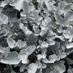 3.25 in. Dusty Miller Silver Swirl Senecio Cineraria Perennial Plant (3-Piece)