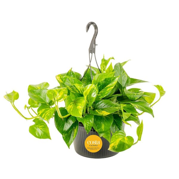 Grower's Choice Pothos Plant in 10 in. Hanging Grower Pot, Avg. Shipping Height 12-20 in. Tall