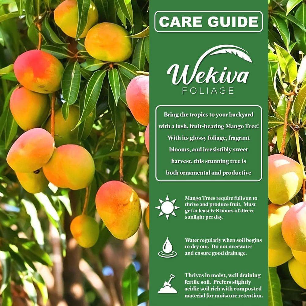 3 Gallon Nam Doc Mai Mango Fruit-Bearing Tree (Mangifera Indica) - Thumbnail 2