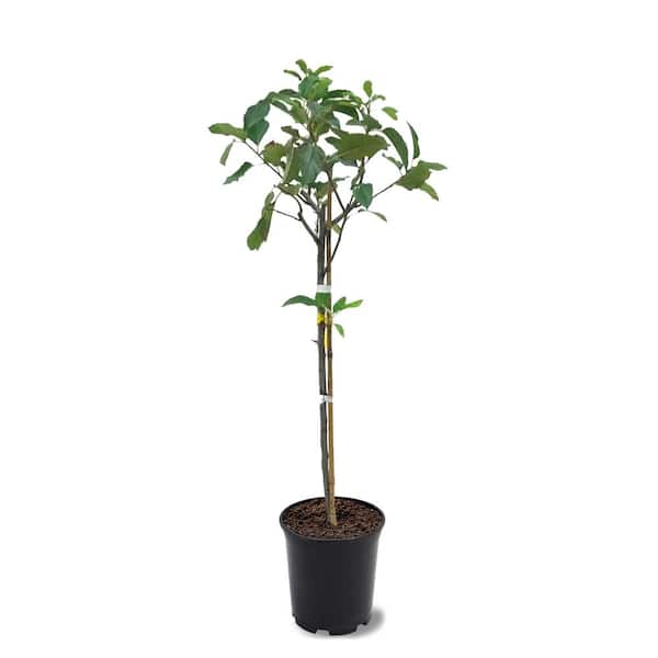 1 Gal. Golden Dorsett Apple Tree Potted