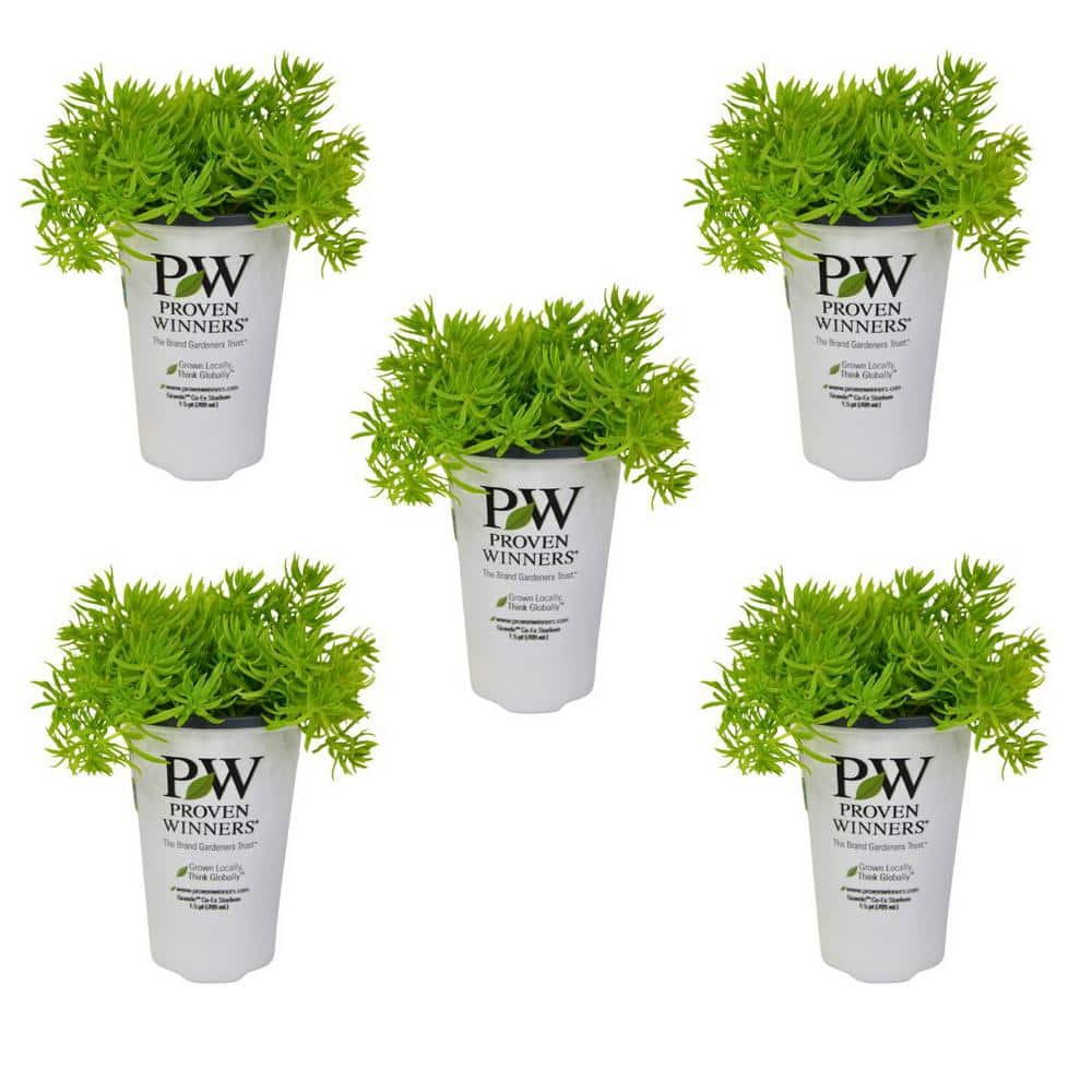 1.5 Pt. Proven Winners Sedum Lemon Coral Annual Plant with Chartreuse Folia