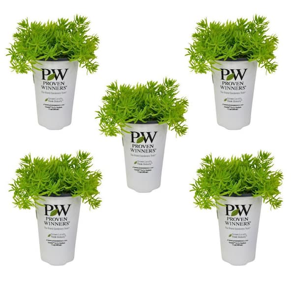 1.5 Pint Proven Winners Sedum Coral Annual Plant with Chartreuse Foliage-5 Pack