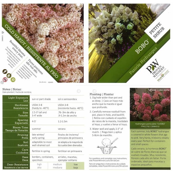 PROVEN WINNERS  in. Qt. Bobo Hardy Hydrangea (Paniculata) Live Shrub,  White to Pink Flowers HYDPRC1087800 - The Home Depot