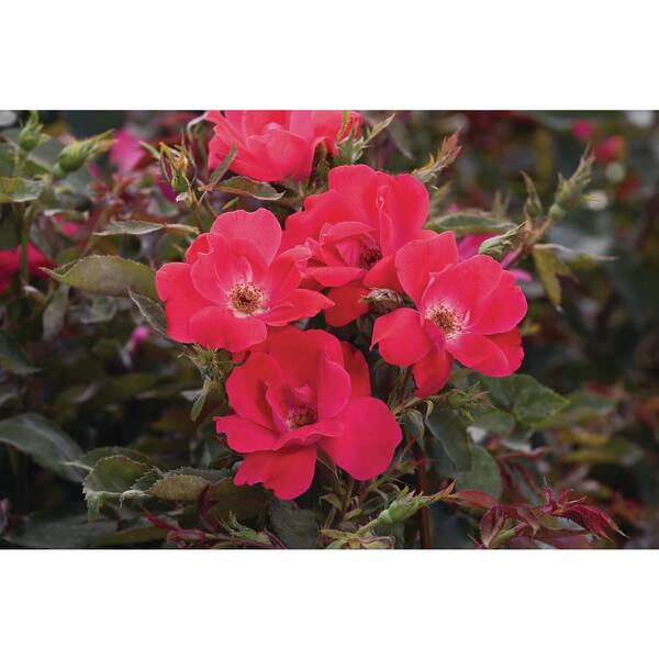 KNOCK OUT 2 Gal. Red Knock Out Rose Bush with Red Flowers 19005