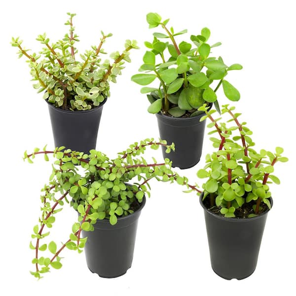 black lace plant Black Lace® Elderberry main image 0