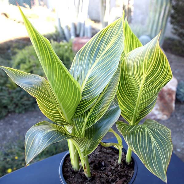 ALTMAN PLANTS 4 qt. Striped Gold Canna Tropicanna Lily Garden