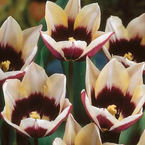 Tulips Bulbs Chansonnett (Set of 12)