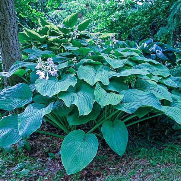 Kingsize Hosta Live Bareroot Perennial with Green Foliage (3-Pack)