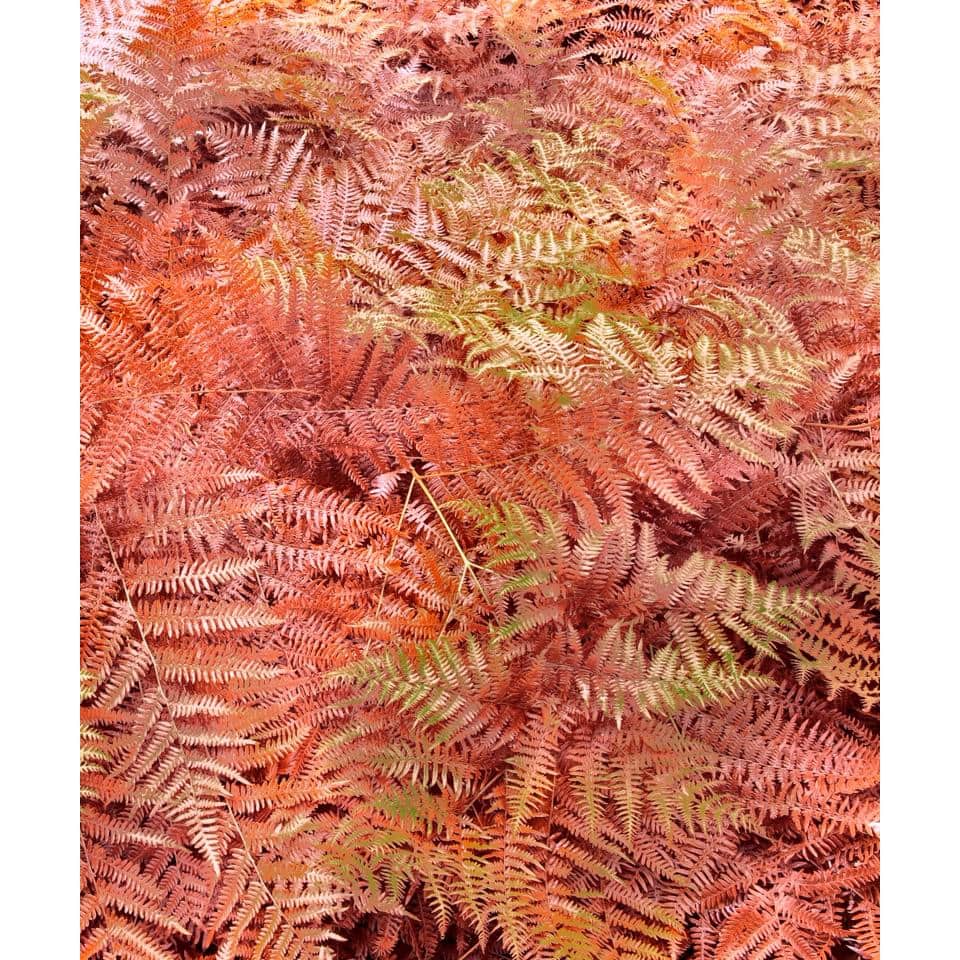 Autumn Fern Plant in 1-Gallon Planter for Shade Gardens