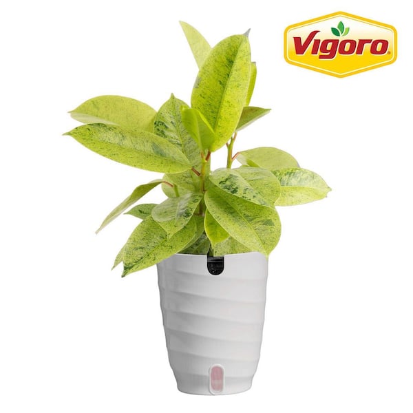 fashion fruit plant Lilikoi Passionfruit Vine – Hawaiian Fruit Starter Plant main image 1