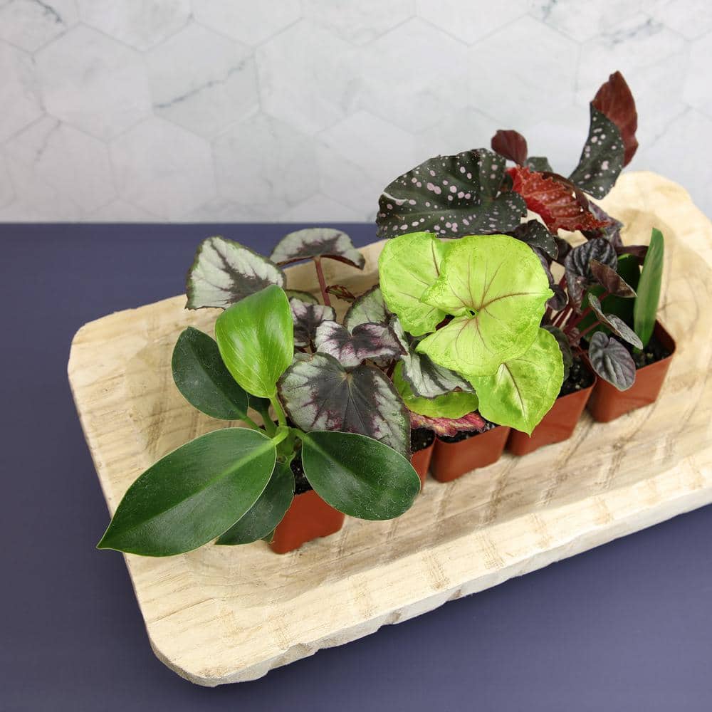 Premium Indoor Foliage Plants Variety Pack in Black Plastic Pots
