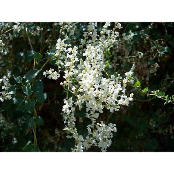 arifolia plant Hemionitis arifolia main image 1