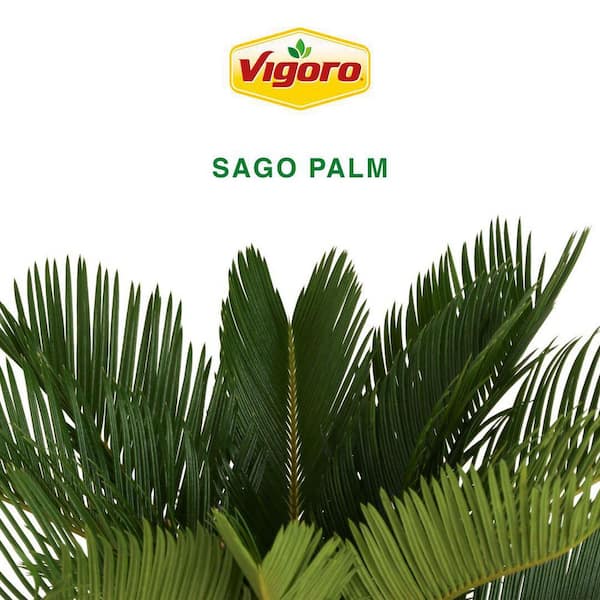 サゴ・パーム Amazon.com : American Plant Exchange Sago Palm – 6-Inch Pot
