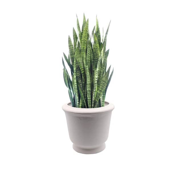 tierra firme DESIGN 16 in. Dia x 15 in. H White Ceramic Urn Planter