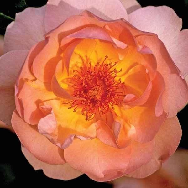 ALTMAN PLANTS #10 Amber Miniature Star Rose Plant With Orange Flowers
