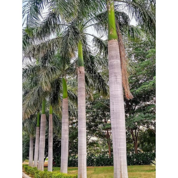 Wekiva Foliage Royal Palm-4 Live Starter Plants in 2 in. Growers Pots-Roystonea Regia-Rare Ornamental Trees of The World