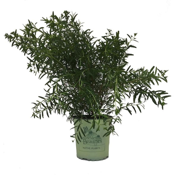 AMERICAN BEAUTIES Saint John's Wort Hypericum Gemo Live Plant