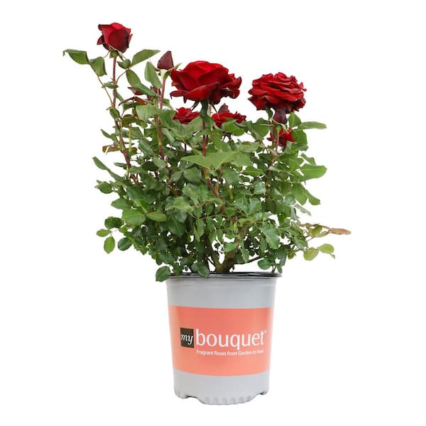 ALTMAN PLANTS My Bouquet 8 qt. Rose Red Blossom (Forever Yours)
