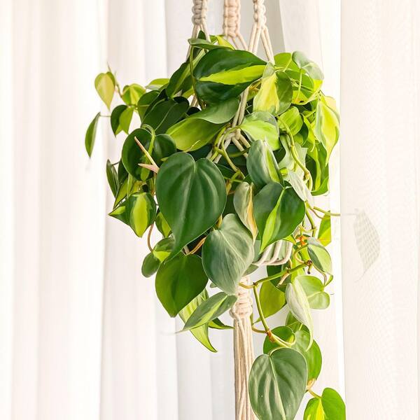 national PLANT NETWORK 6 in. SpaceScape Tropical Vine Plant