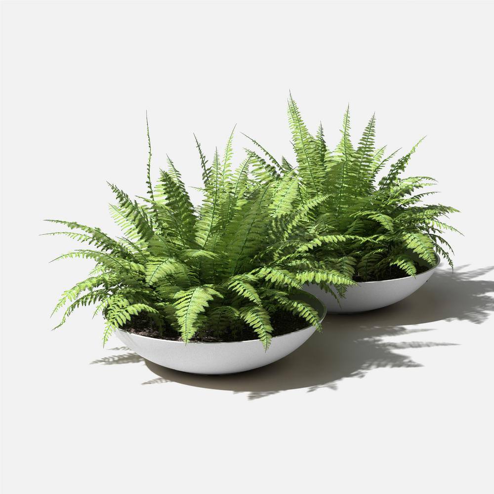 Modern Lane Bowl 32" White Plastic-Stone Composite Planter Duo