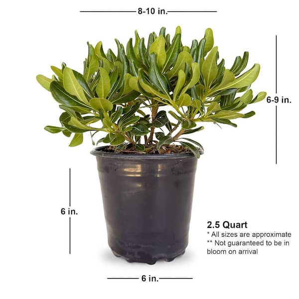 FLOWERWOOD 2.5 qt. Green Pittosporum (Japanese Mock Orange