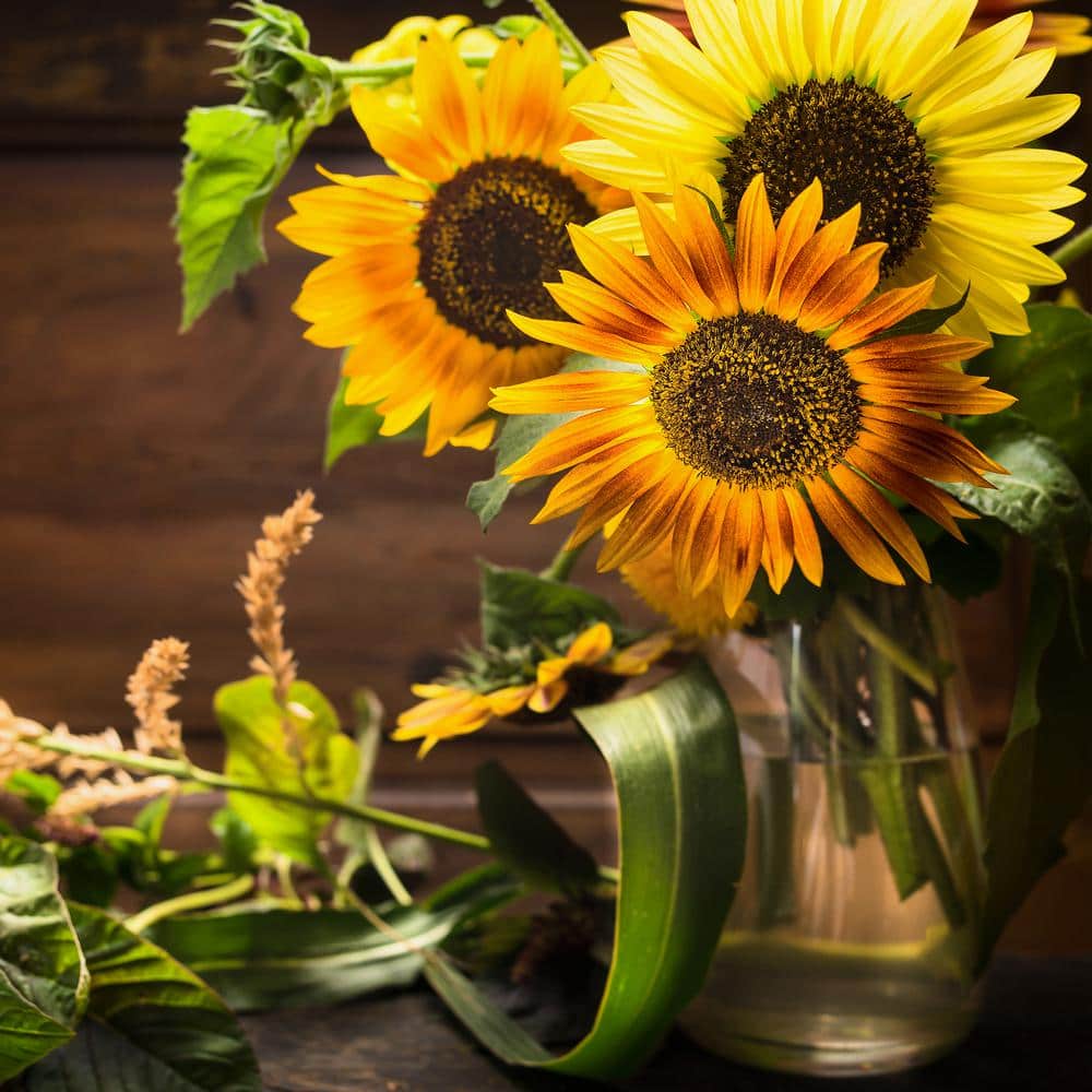 Organic Autumn Beauty Sunflower Seeds for Fall Gardens