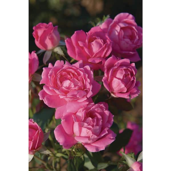 3 Gal. Pink Double Knock Out Rose Bush with Pink Flowers in Grower Container