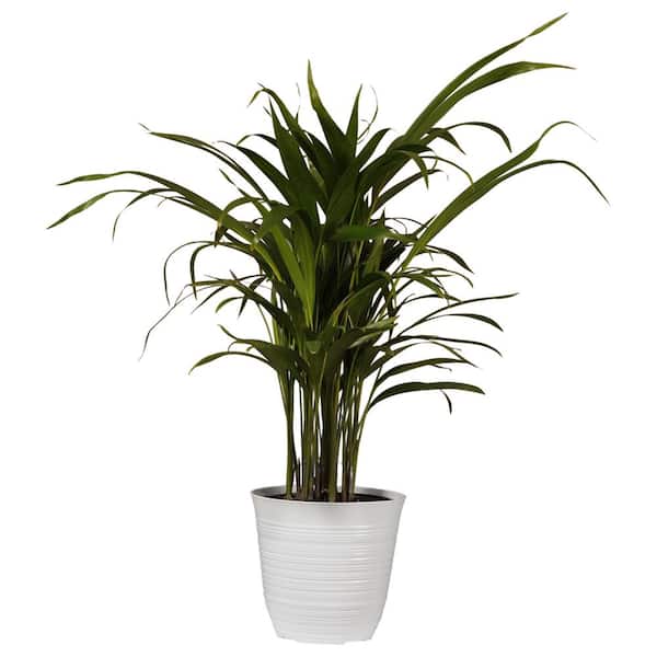 Areca Palm Plant in 6 inch White Decor Pot