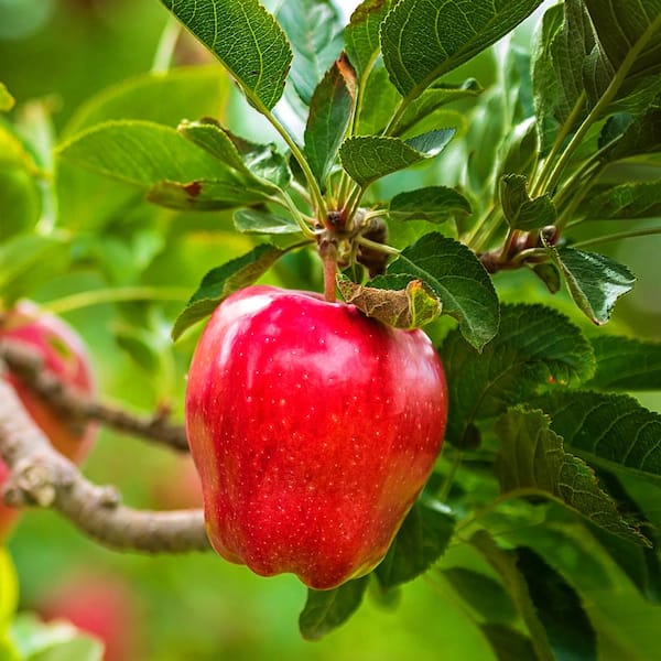 1 Gal. Red Delicious Apple Tree APPRED01G - The Home Depot