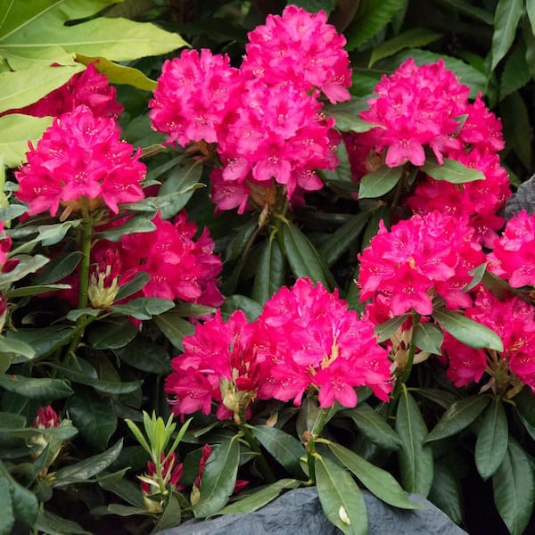 rhododendron strauss abberode Yakushimanum-Rhododendron 'Doc' - Rhododendron yakushimanum Doc main image 1