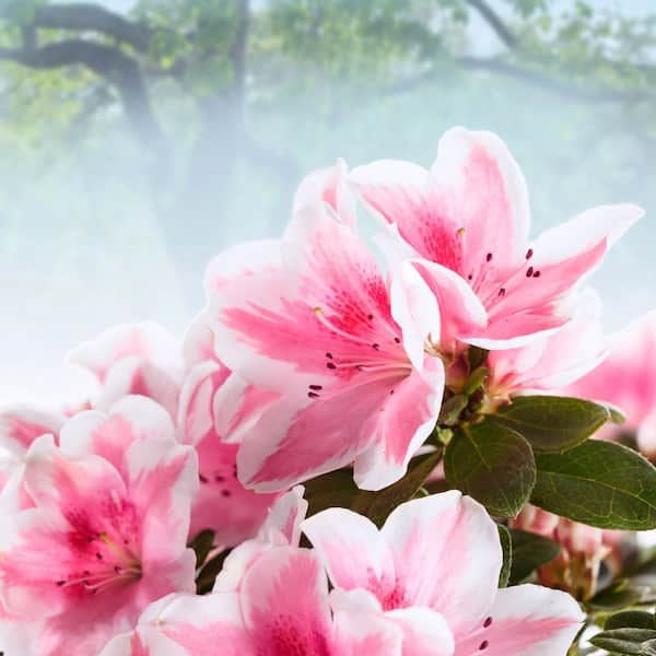 national PLANT NETWORK 1 Gal. Azalea Conversation Piece Flowering