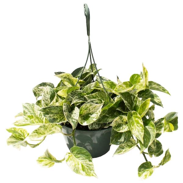 Vigoro 8 in. Marble Queen Pothos Plant in Hanging Basket
