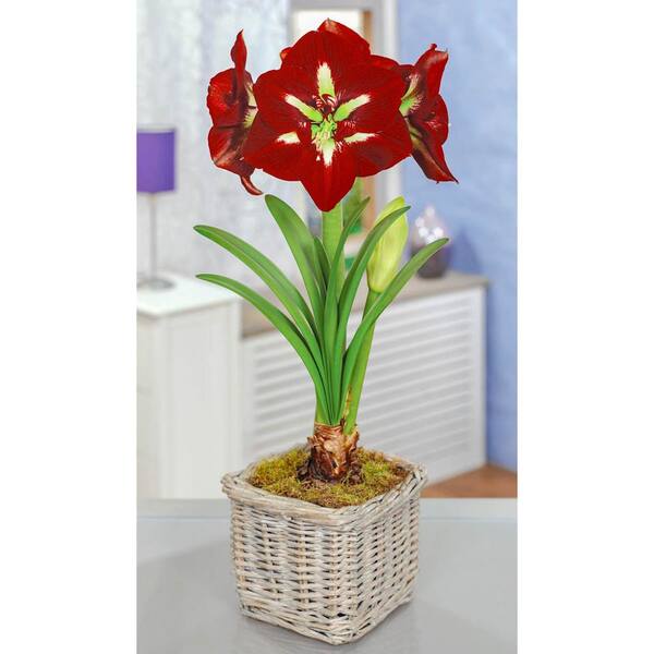 Breck's Barbados Amaryllis (Hippeastrum) Bulb (1-Pack)