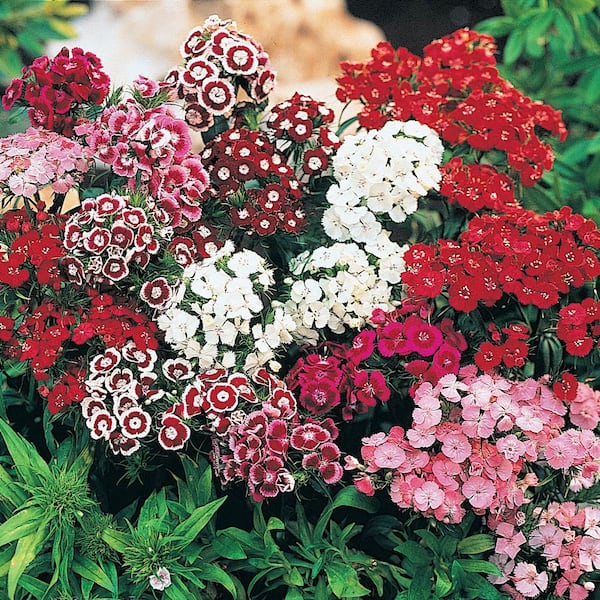 Spring Hill Nurseries Sweet William (Dianthus) Mixture Multi-Colored Flowering Groundcover Perennial Live Bareroot Plants (3-Pack)