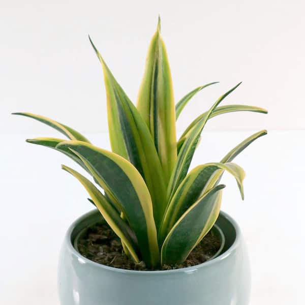 National Plant Network 6 in. Sansevieria Gold Flame