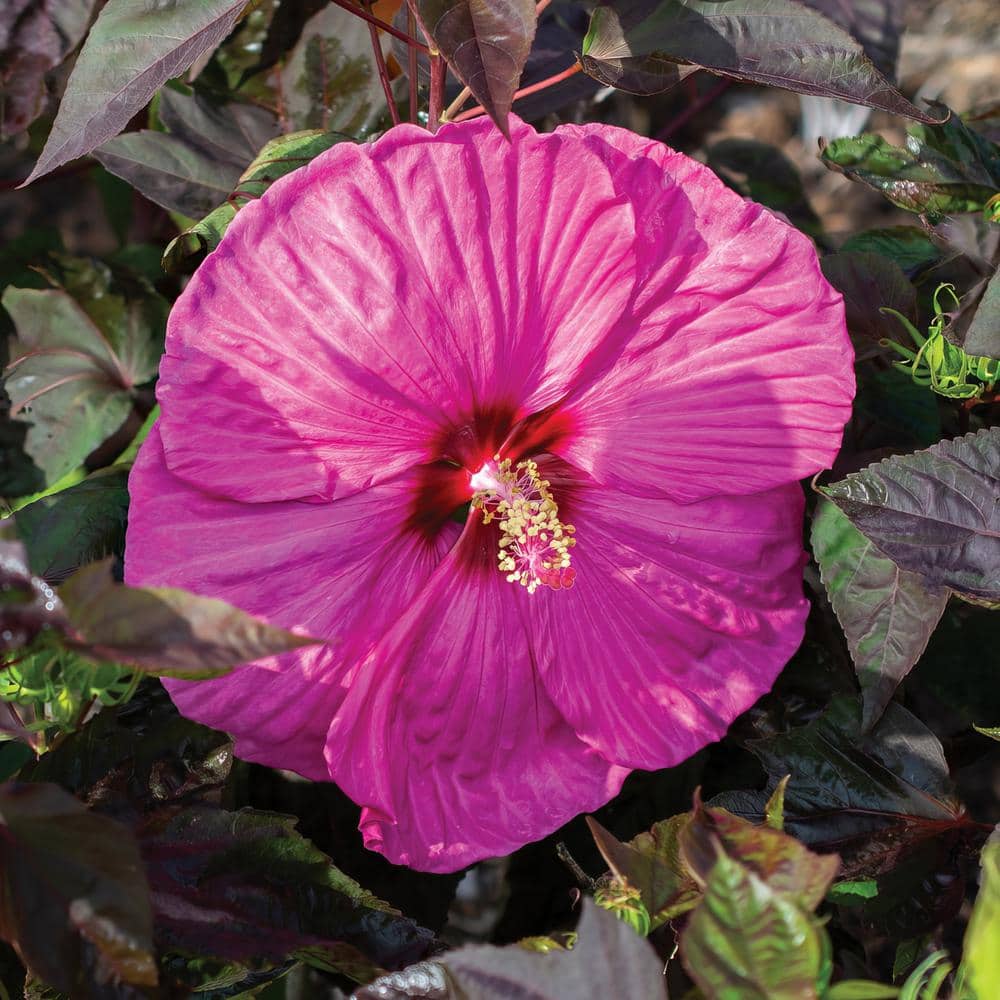 Vibrant Pink Hibiscus Plant with Dark Burgundy Foliage
