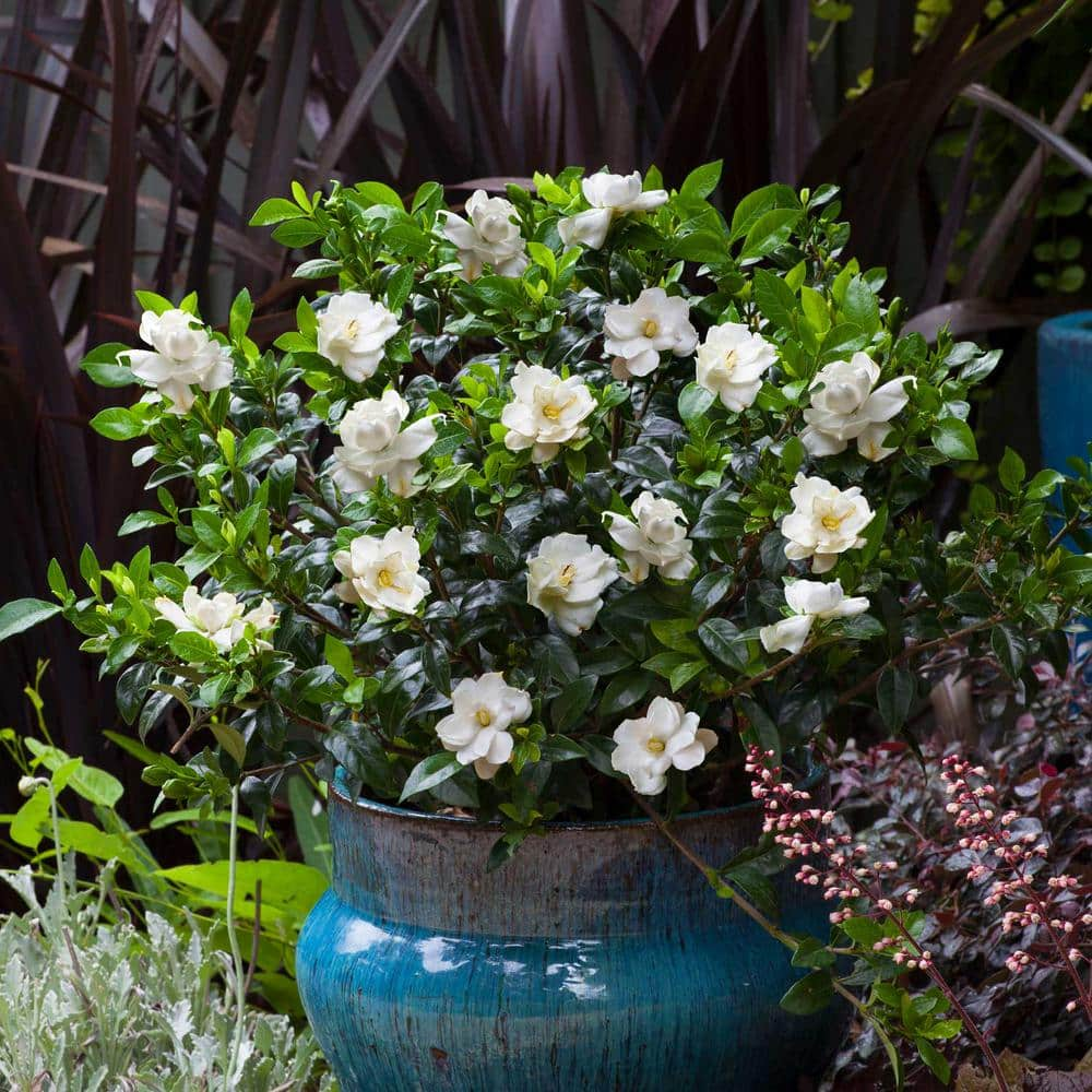 SOUTHERN LIVING 2 Gal. Jubilation Gardenia, Live Evergreen Shrub, White  Fragrant Blooms 20962 - The Home Depot