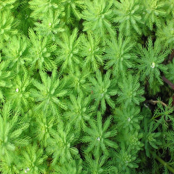 GIVHANDYS INC Givhandys 4 in. Potted Parrots Feather Bog/Marginal Aquatic Pond Plant