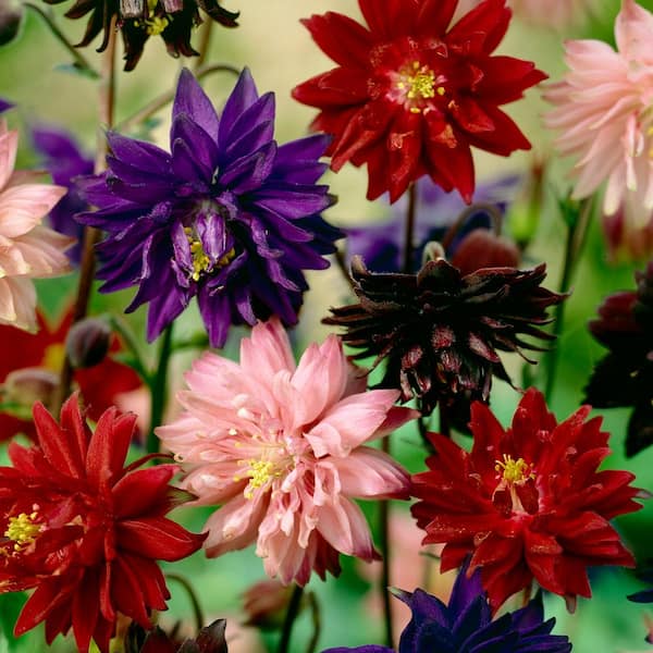 Columbine leaves turning purple