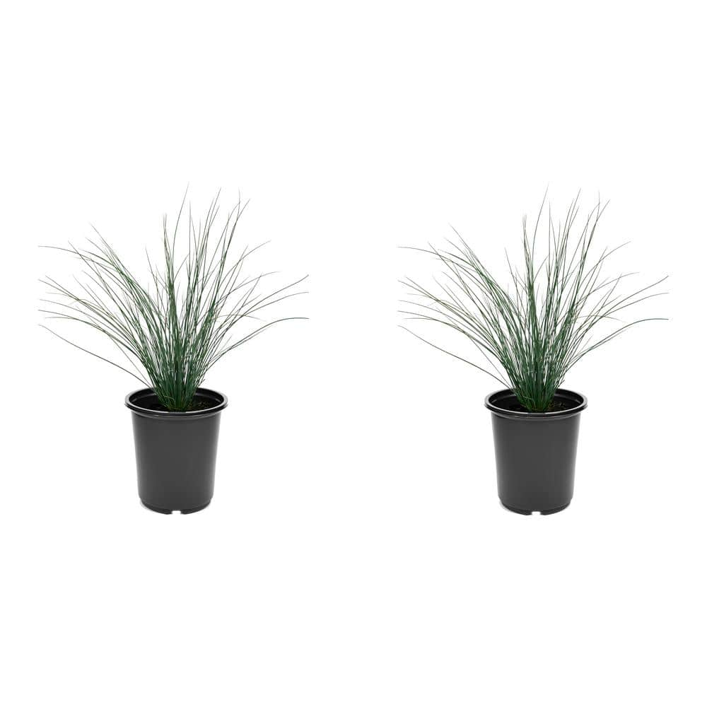 2.5 qt. Perennial Grass Juncus Inflexus Blue Dart (2-Pack) 1463 - The ...