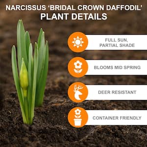 12/14 cm, Bridal Crown Double Daffodil Bulbs, White (Bag of 100)