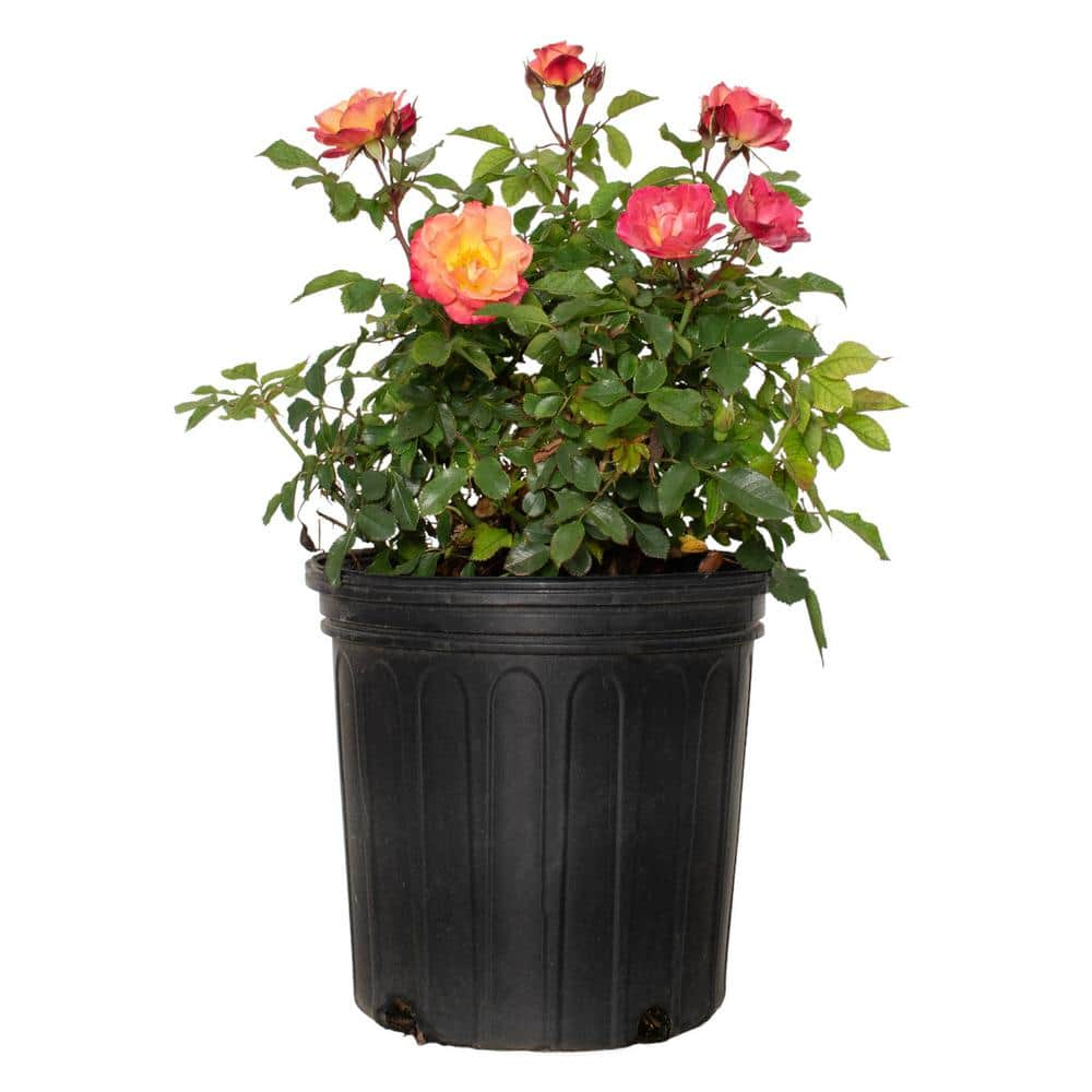 Sunblaze 2 Gal. Sunblaze Peach Mini Rose Bush with Orange-Pink Flowers ...