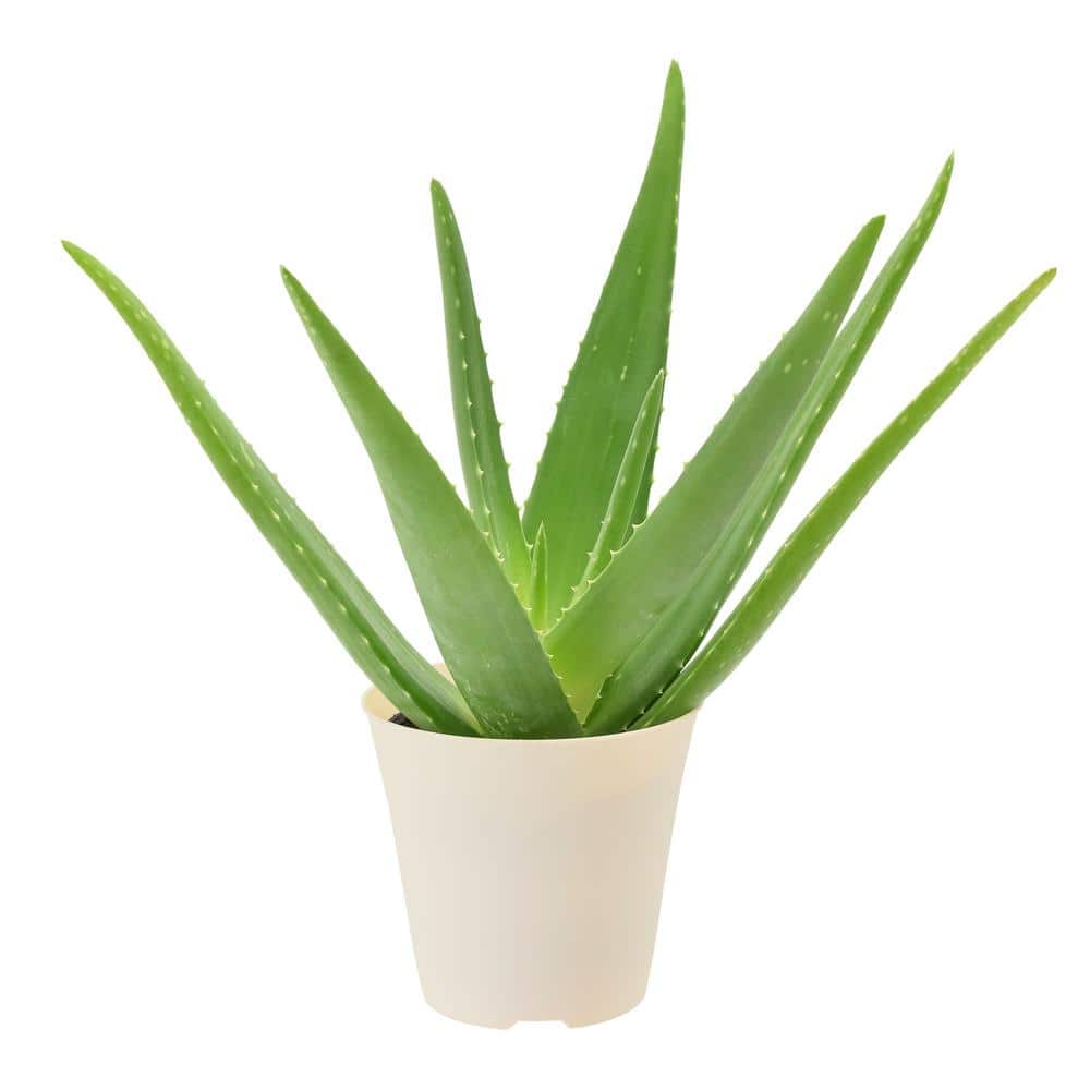 Large Aloe Vera Plant in Beige Plastic Pot, 4 Inches
